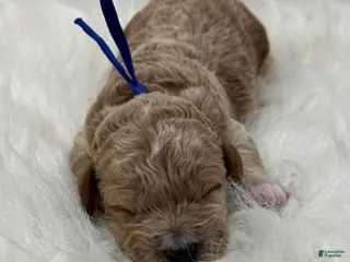 Goldendoodle dogs Blue boy - Ad 5