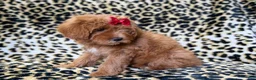 Cavapoo dogs for sale: Sassy - Ad 6