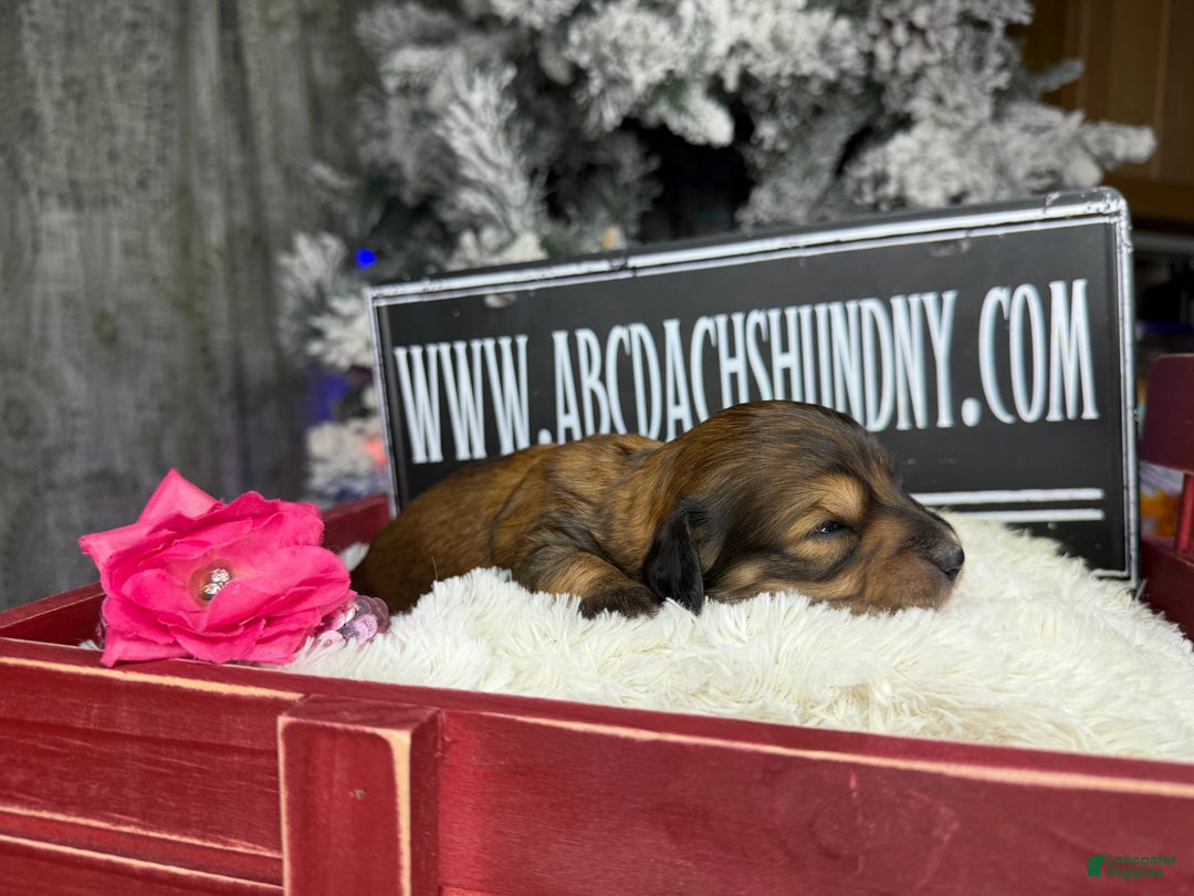 Miniature Dachshund dogs for sale: Shaded red - Ad 5