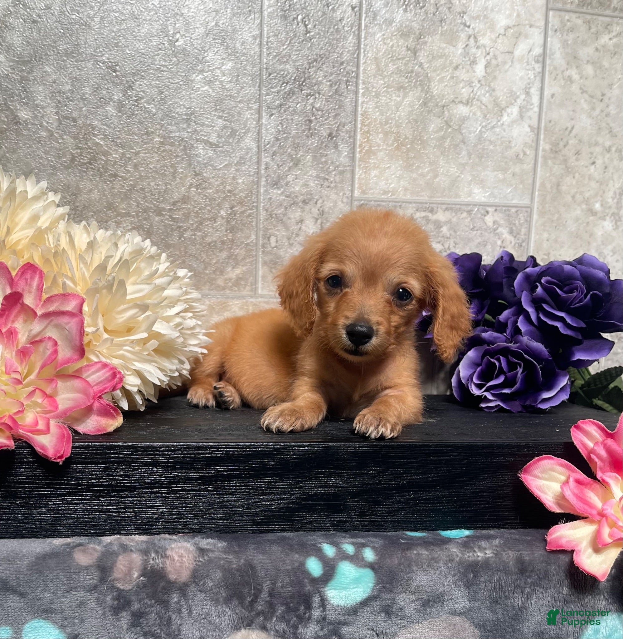 Miniature Dachshund dogs Sophia - Ad 1