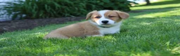 Welsh Corgi Pembroke dogs for sale: Milo  - Ad 14