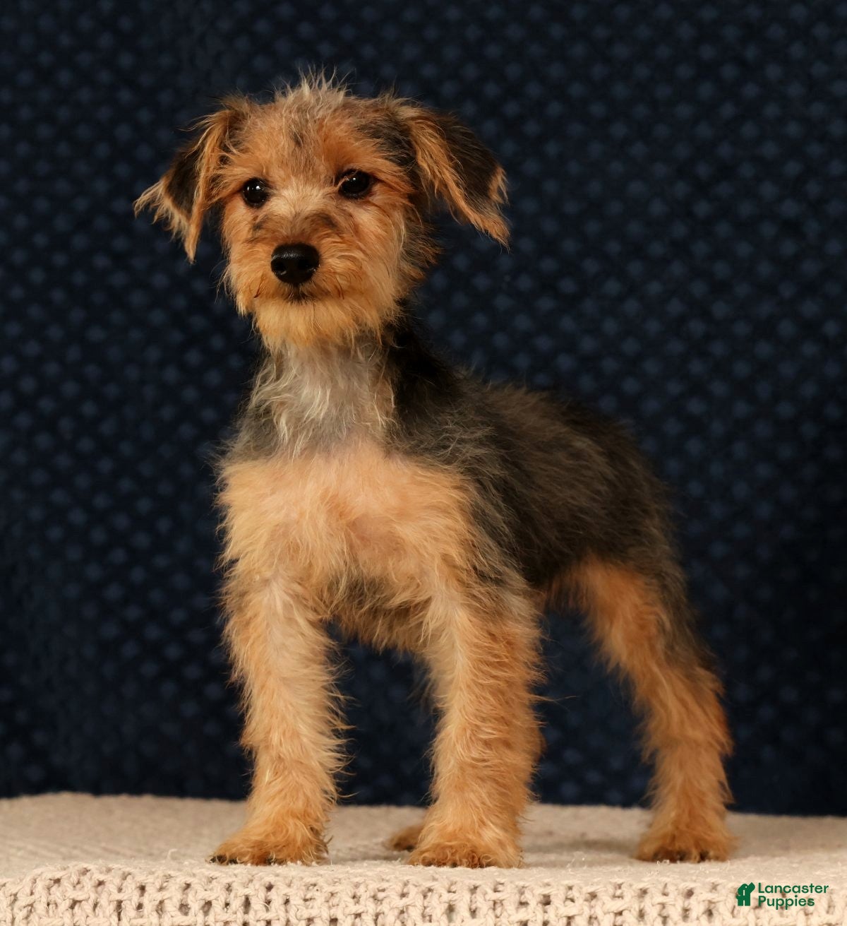 Yorkiepoo dogs Melody - Ad 1
