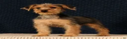 Yorkiepoo dogs for sale: Melody - Ad 1