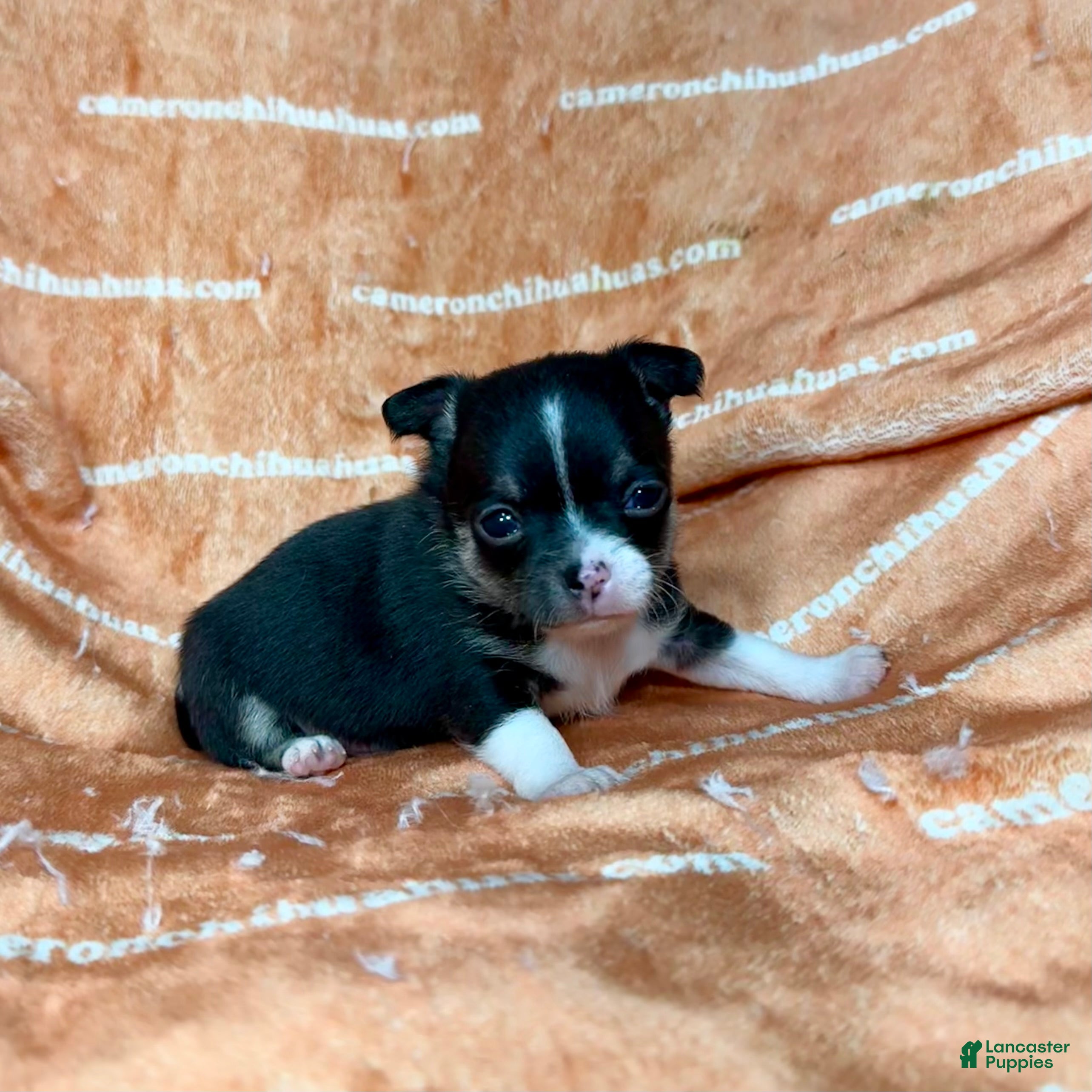 Chihuahua dogs Parker Tiny Short Coat - Ad 7