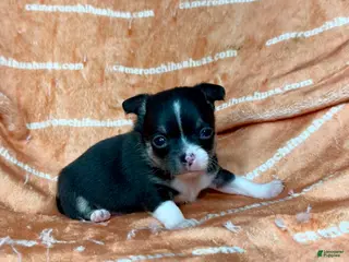 Chihuahua dogs Parker Tiny Short Coat - Ad 7