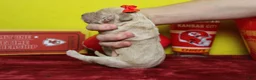Goldendoodle dogs for sale: Cocoa - Ad 7