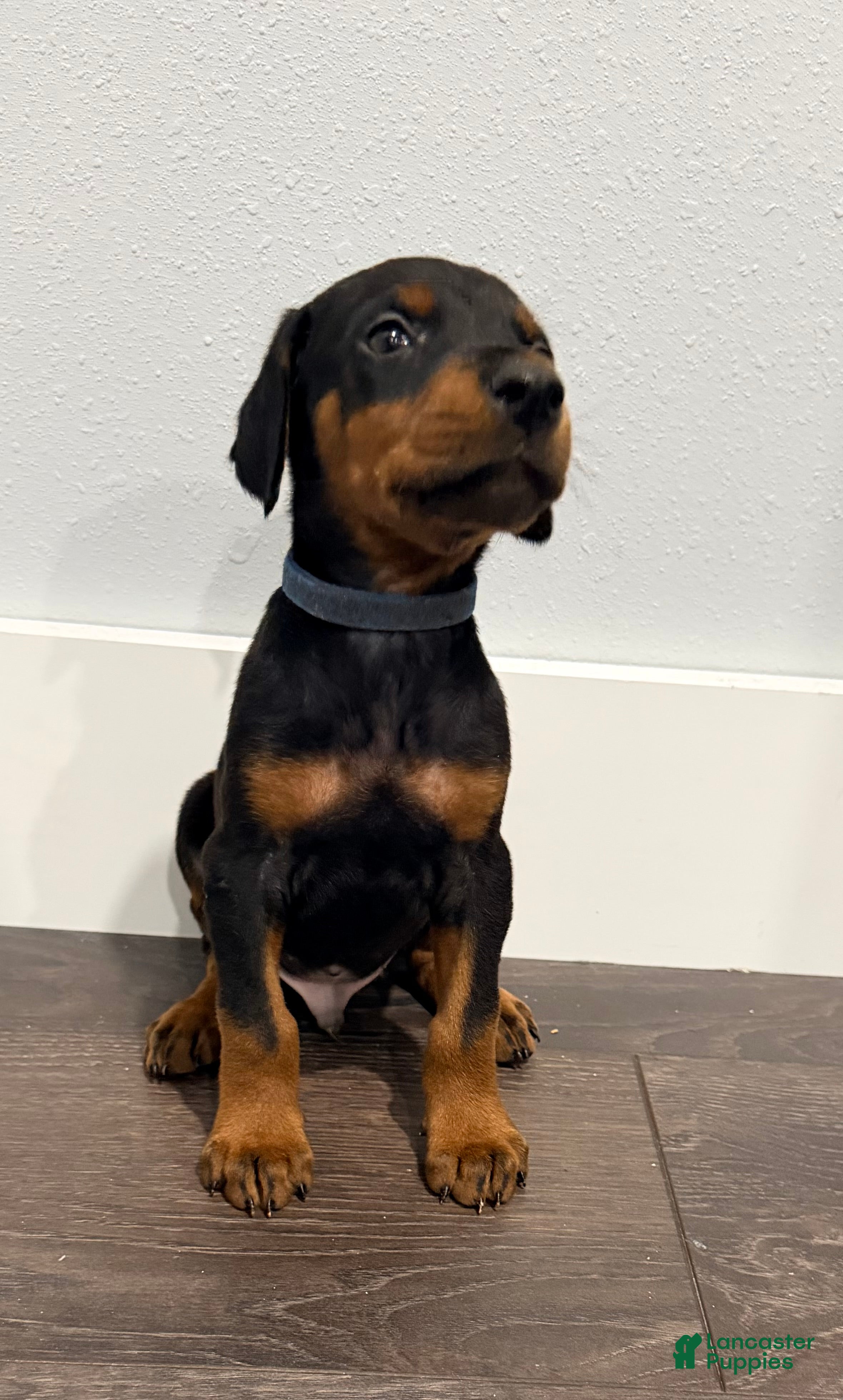 Doberman Pinscher dogs Doberman Pinscher 1 - Ad 2