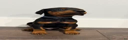 Doberman Pinscher dogs for sale: Doberman Pinscher 1 - Ad 2