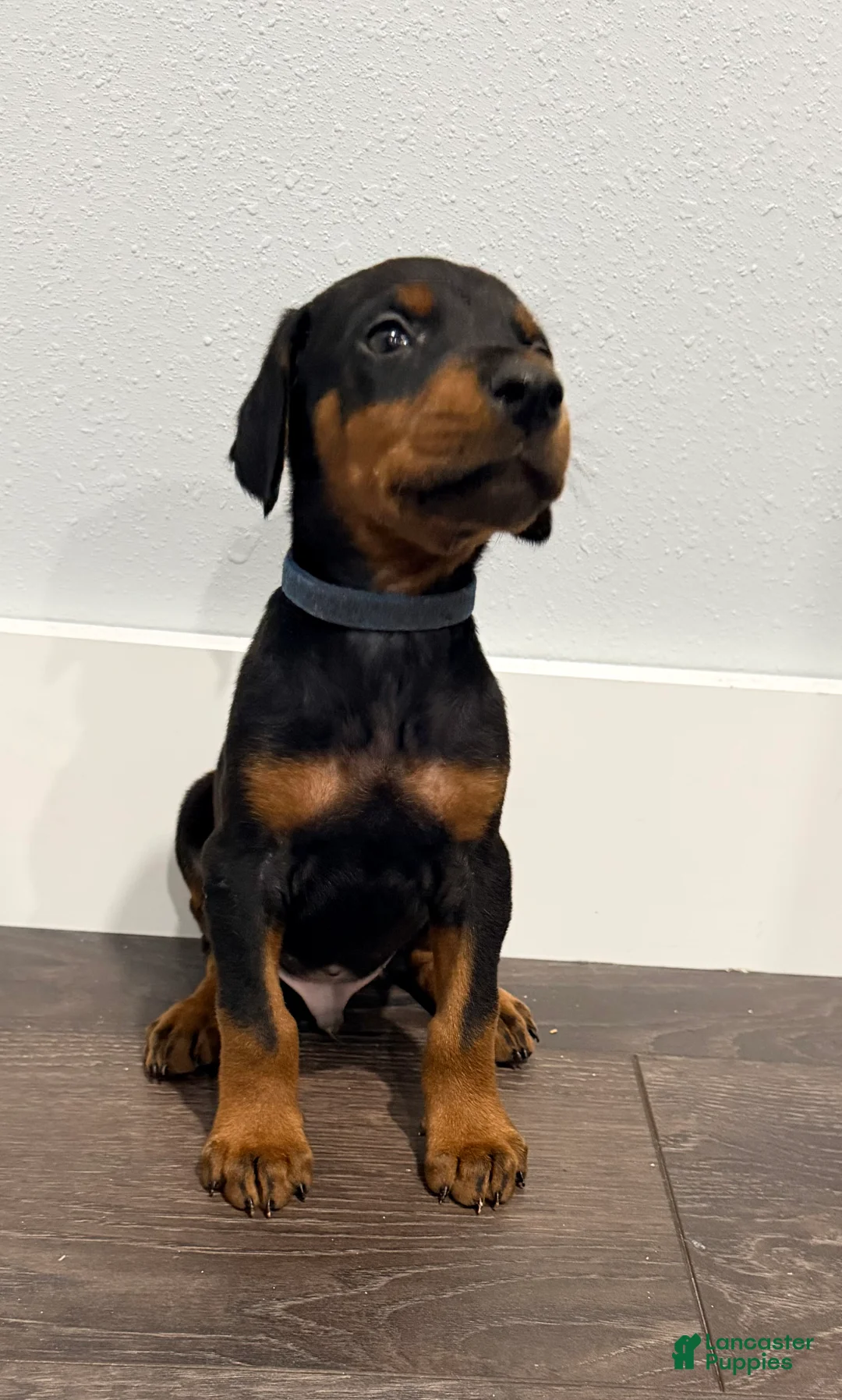 Doberman Pinscher dogs for sale: Doberman Pinscher 1 - Ad 2