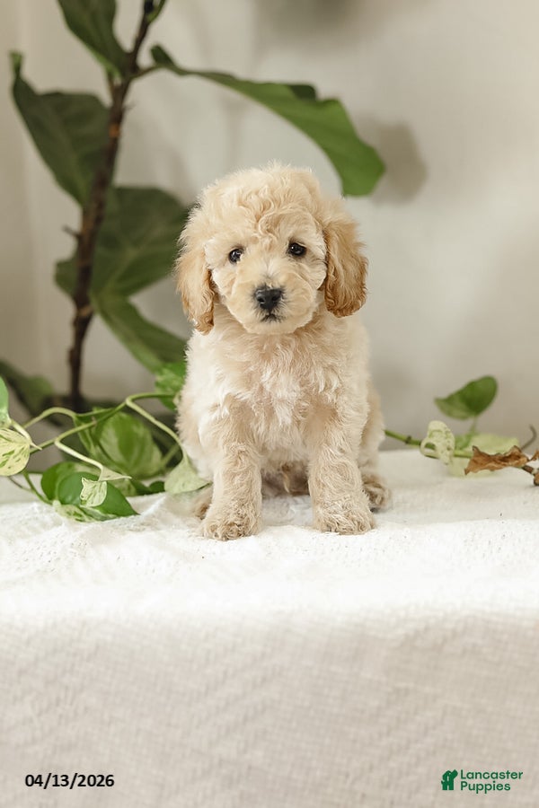 Miniature Poodle dogs Mikolas - Ad 1