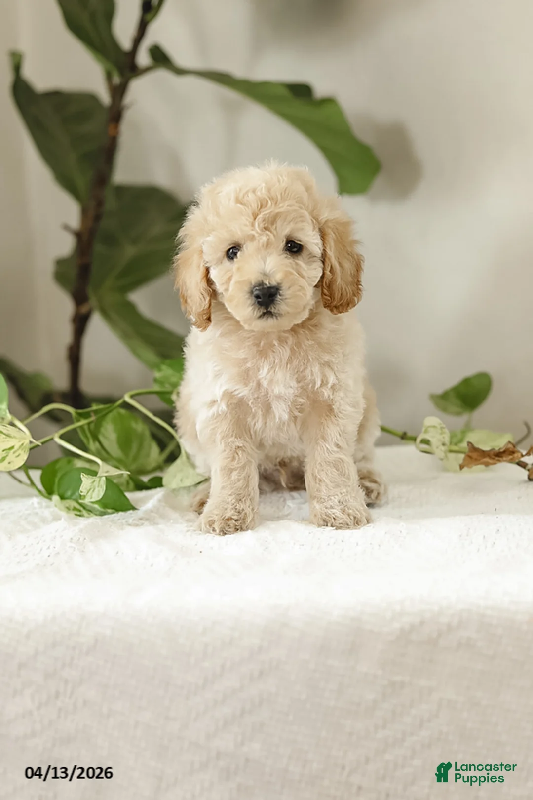 Miniature Poodle dogs for sale: Mikolas - Ad 1
