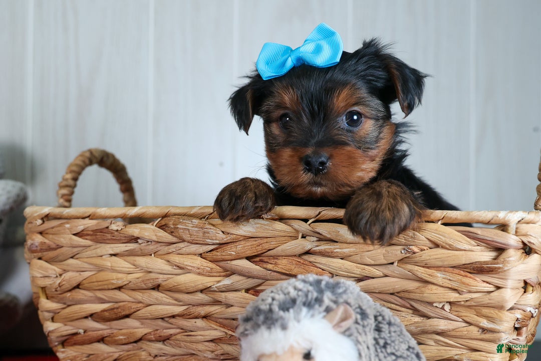 Yorkshire Terrier dogs for sale: CHARLIE - Ad 14