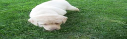 Labrador Retriever dogs for sale: Labrador Retriever Puppy 5 - Ad 5