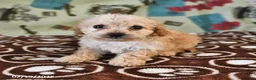 Cockapoo dogs for sale: Holly - Ad 4