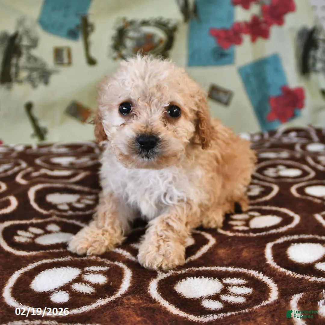 Cockapoo dogs for sale: Holly - Ad 4