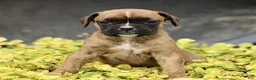 Boxer dogs for sale: Tanya  - Ad 3