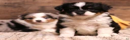 Toy Australian Shepherd dogs for sale: Rue adorable black tri female with unique black patch above nose - Ad 5