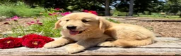 Golden Retriever dogs for sale: Benson - Ad 4