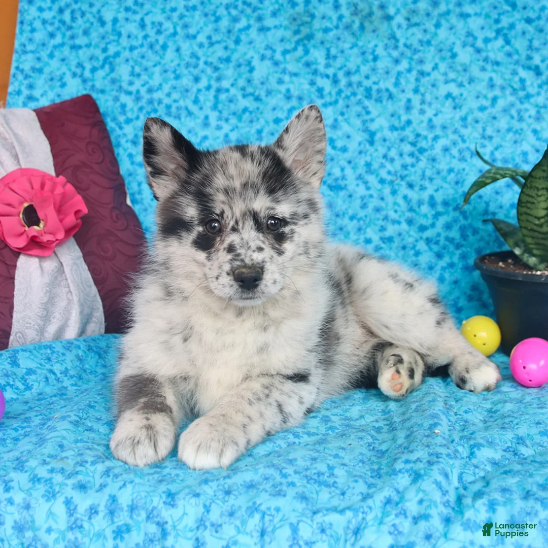 Pomsky dogs for sale: Ocean - Ad 1