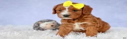 Cavapoo dogs for sale: Milo 💙🦴 - Ad 7