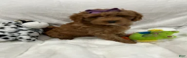 Petite Darling Mini Goldendoodle Puppy 6