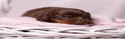 Miniature Dachshund dogs for sale: Rosie - Ad 5