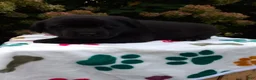 Labrador Retriever dogs for sale: Navy - Ad 6