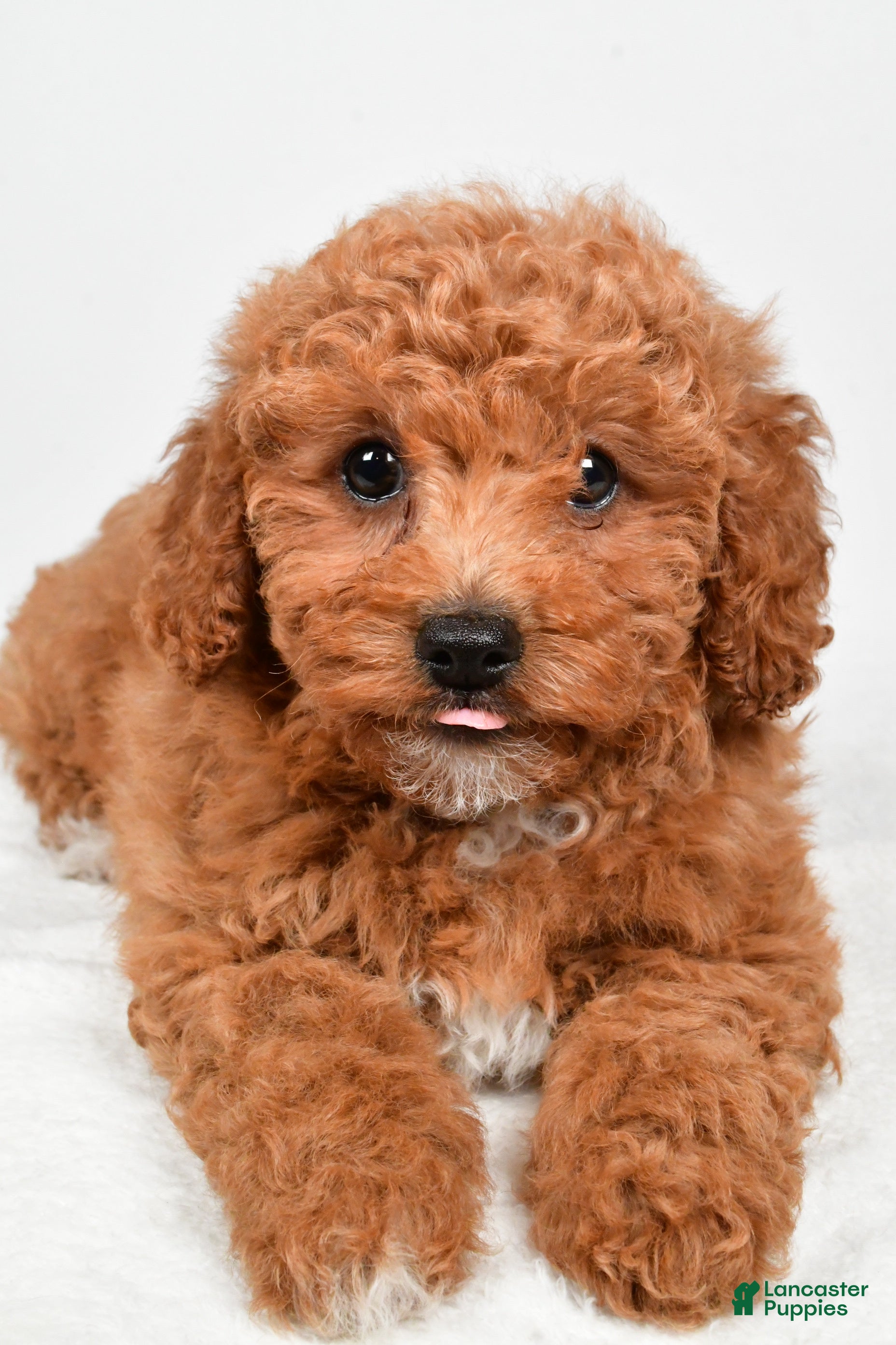 Bichpoo dogs Bella - Ad 23