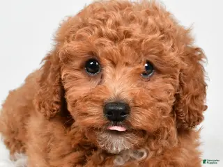 Bichpoo dogs Bella - Ad 33