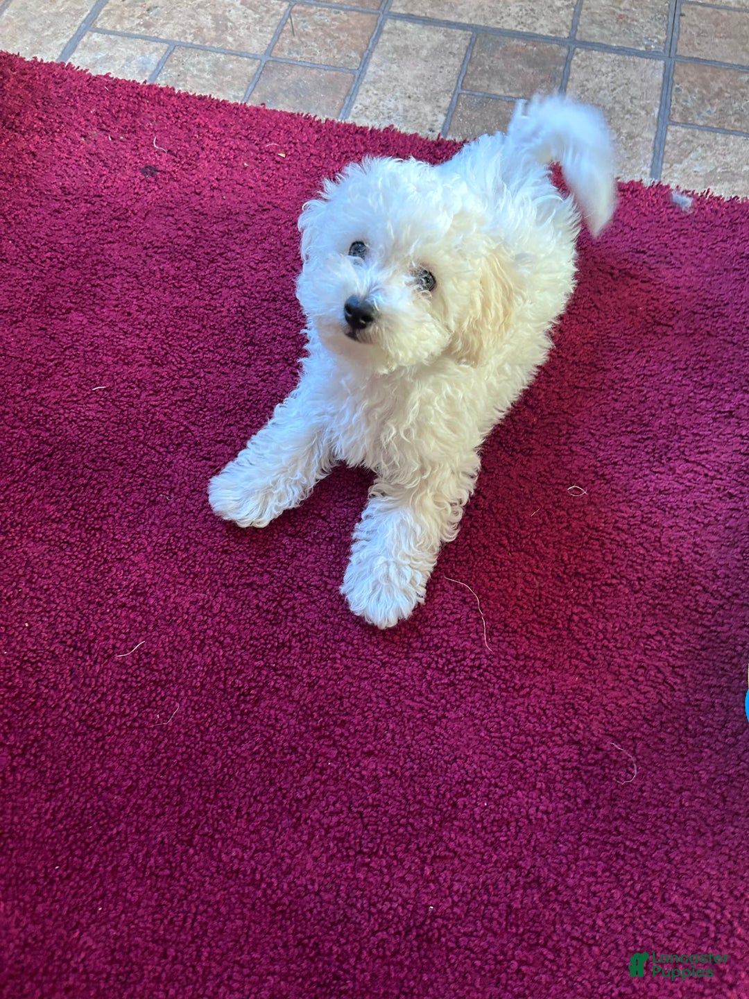 Chipoo dogs for sale: Butterball - Ad 2