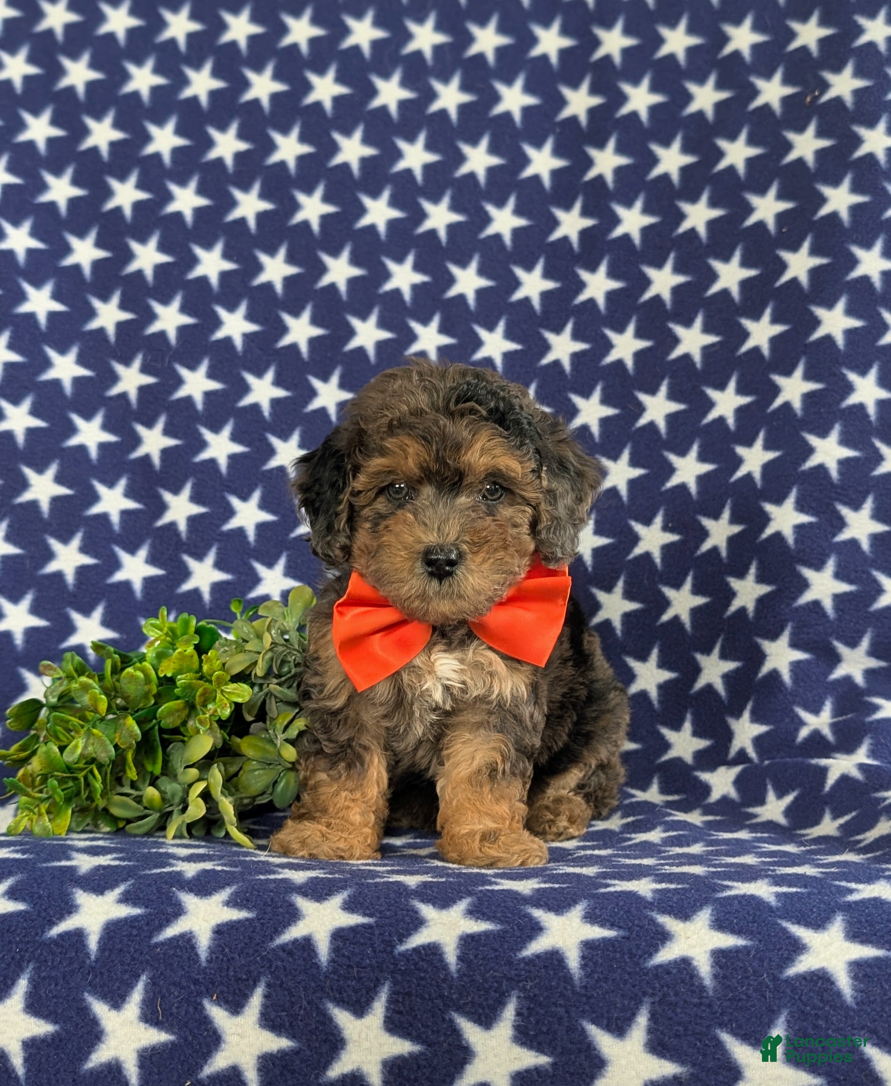 Bichpoo dogs Aiden - Ad 2