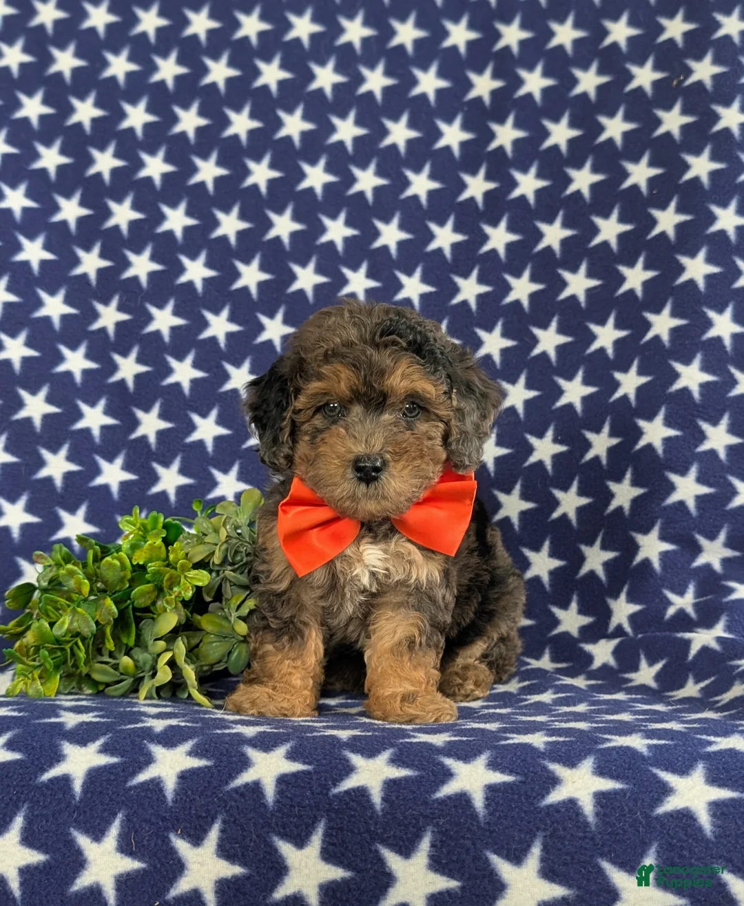Bichpoo dogs for sale: Aiden - Ad 2