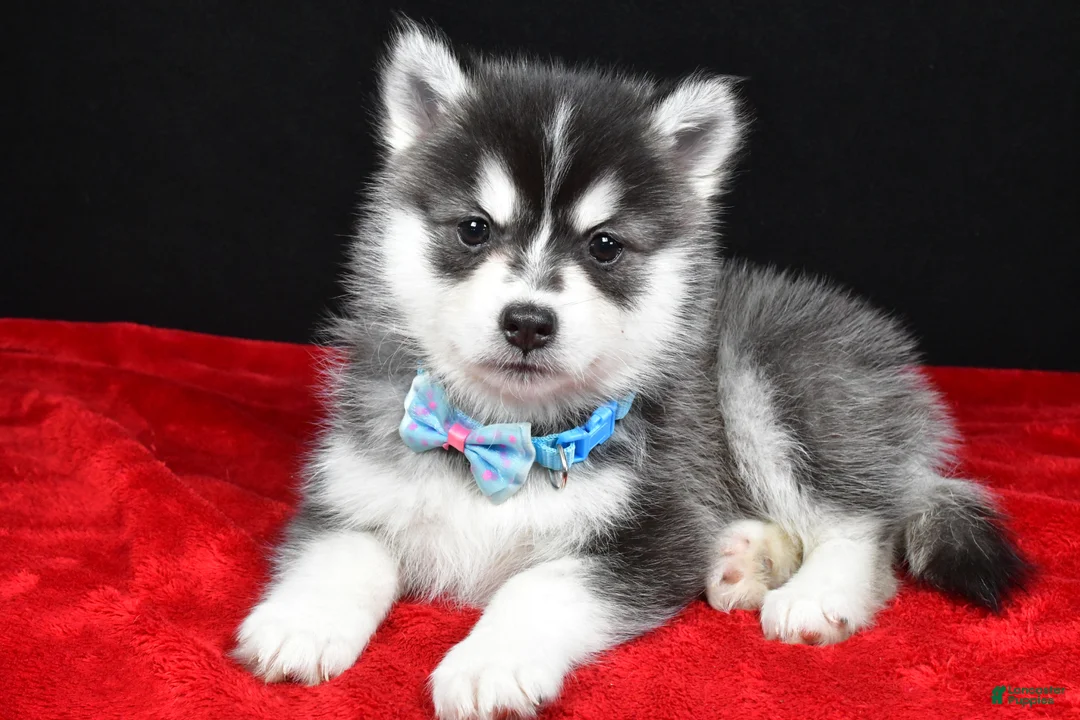Pomsky dogs for sale: Jet - Ad 1