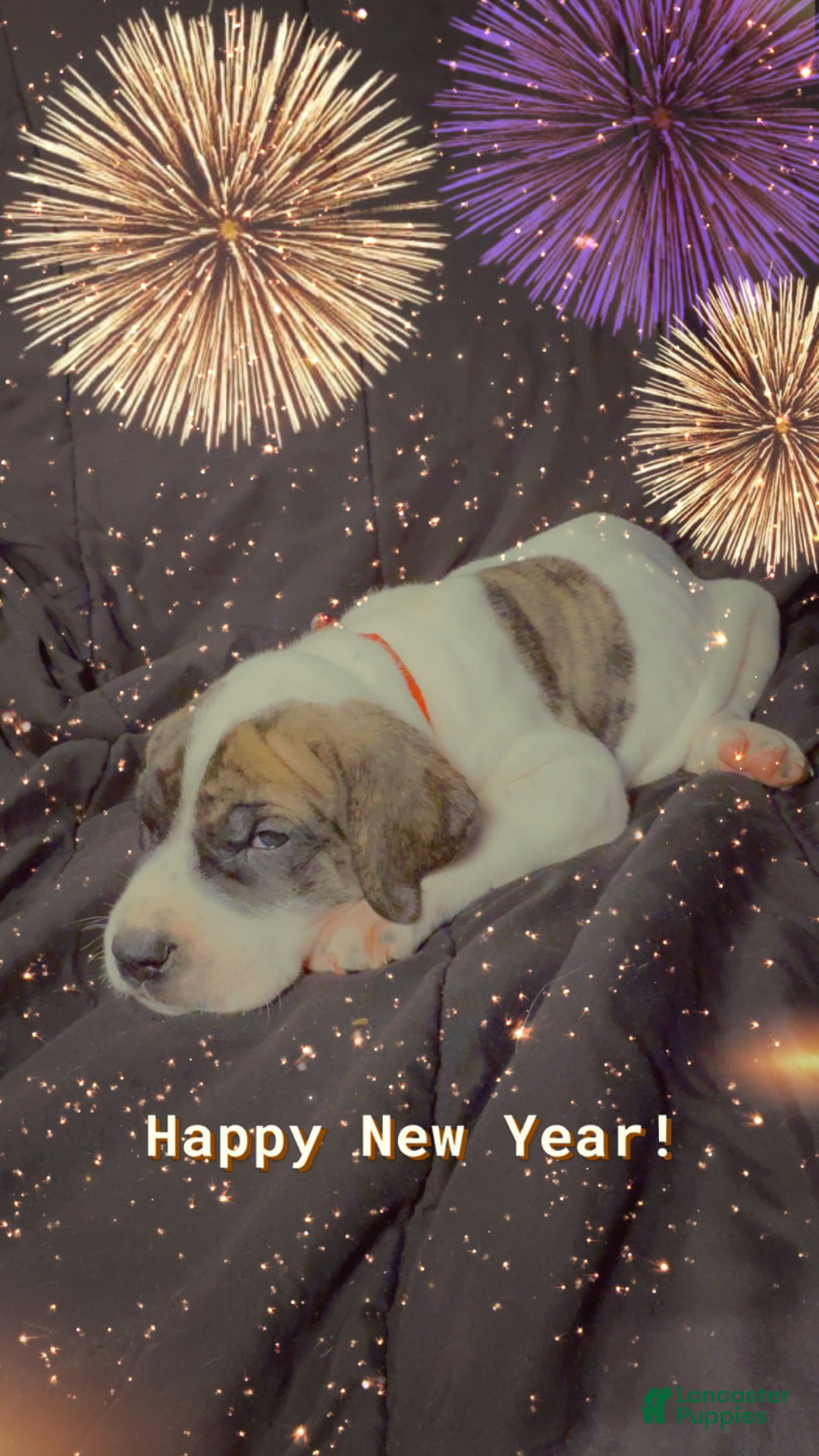 Great Dane dogs for sale: Howard - Ad 7