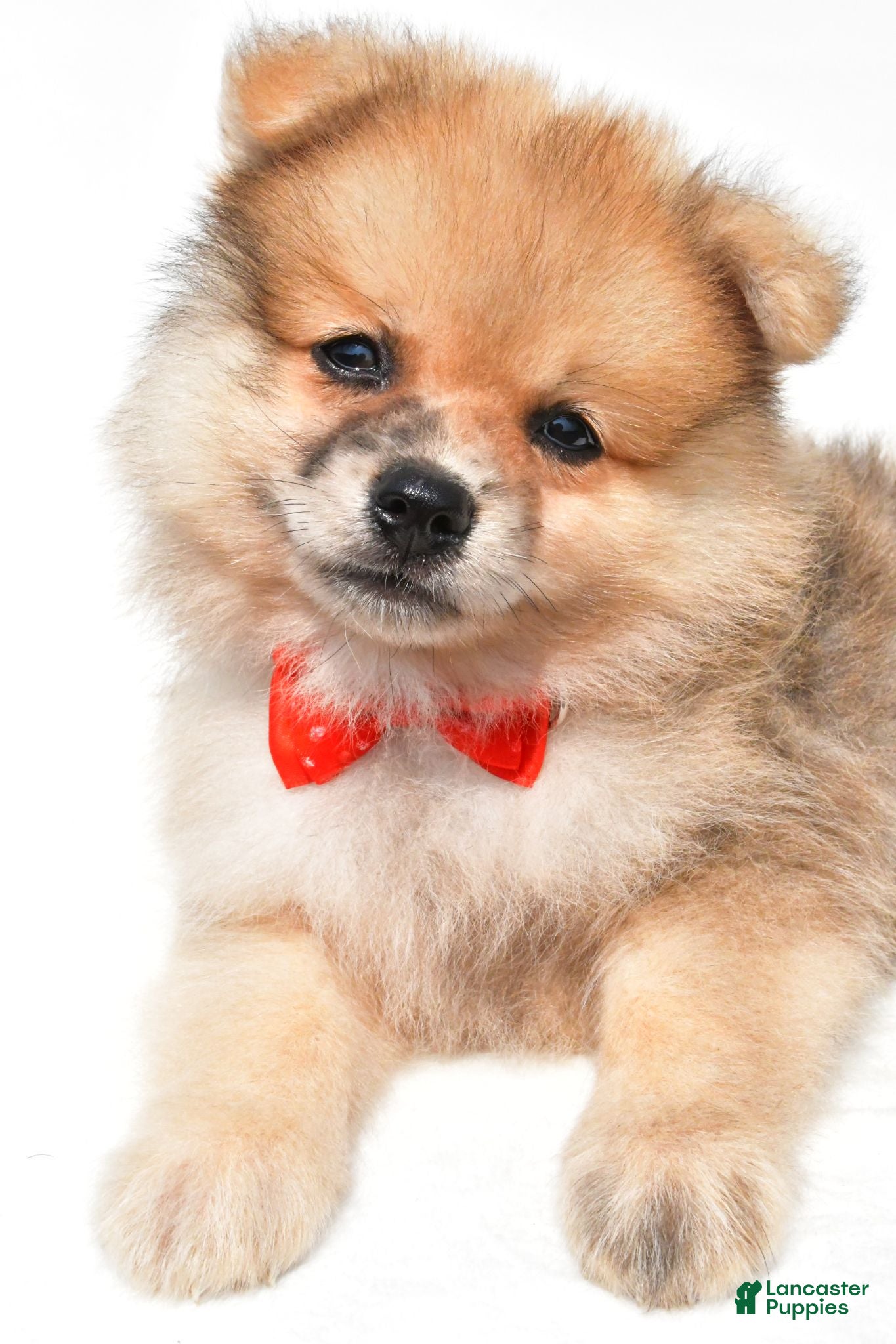 Pomeranian dogs Sonny - Ad 2