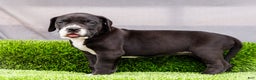 Great Dane dogs for sale: Kathy - Ad 2