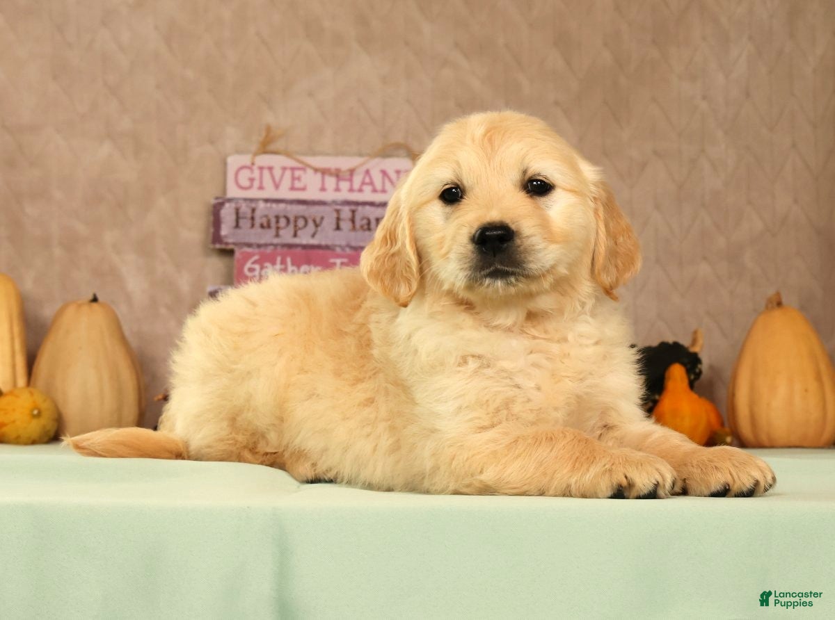 Golden Retriever dogs Shena - Ad 1