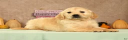 Golden Retriever dogs for sale: Shena - Ad 1
