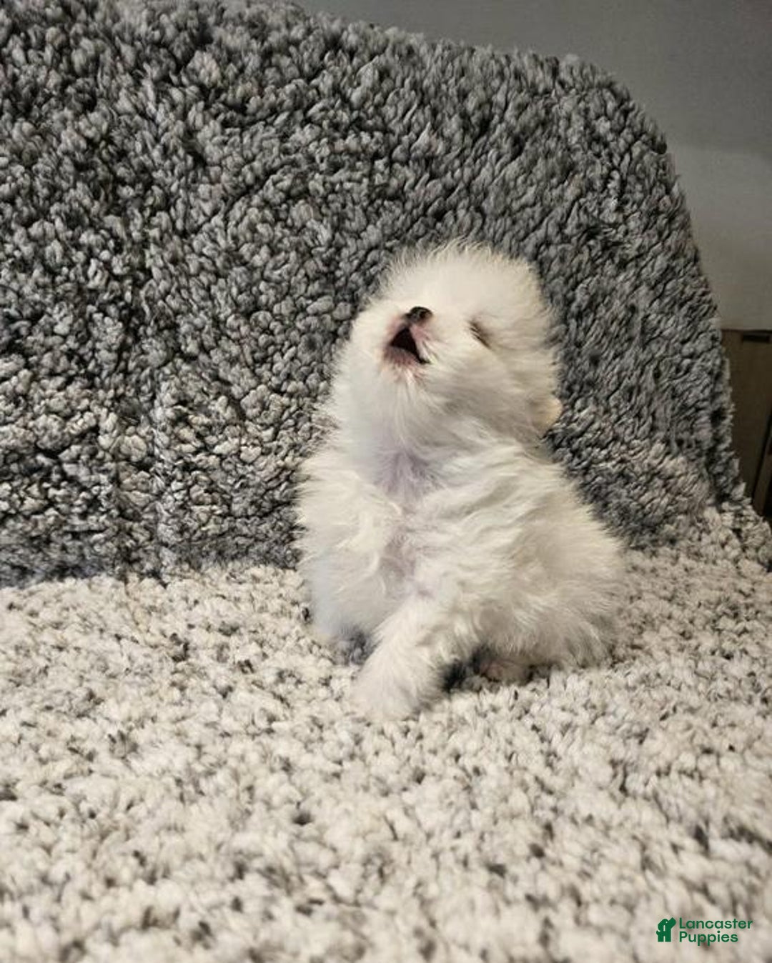 Pomeranian dogs for sale: Rafa - Ad 3