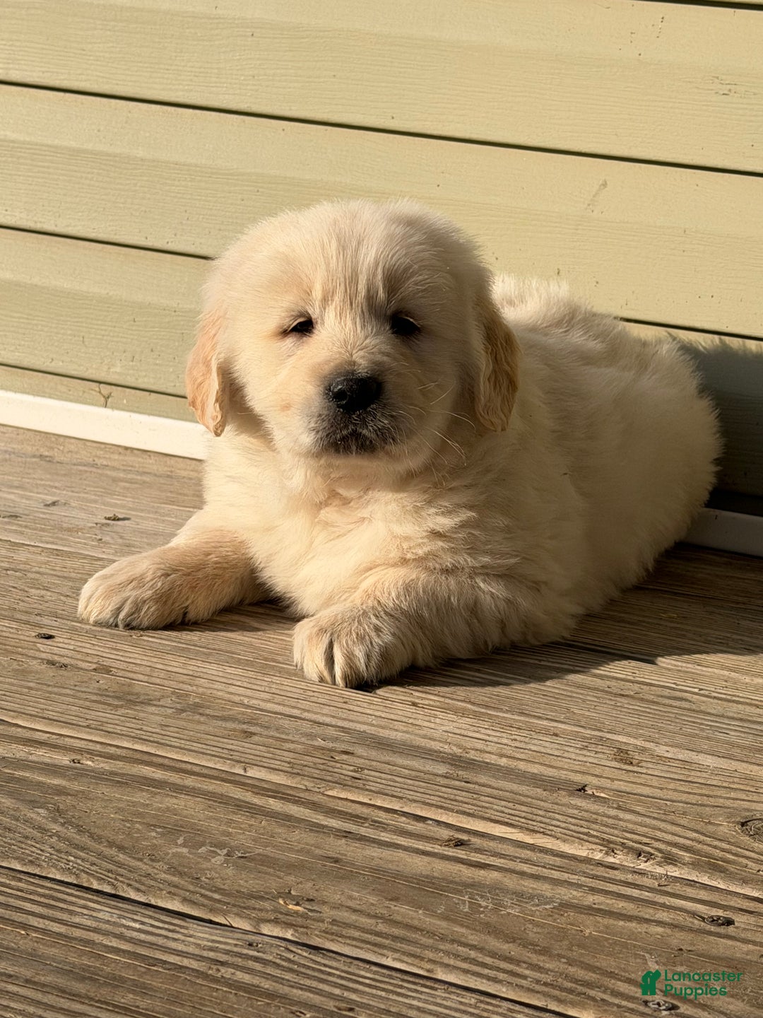 Golden Retriever dogs for sale: Mike - Ad 2