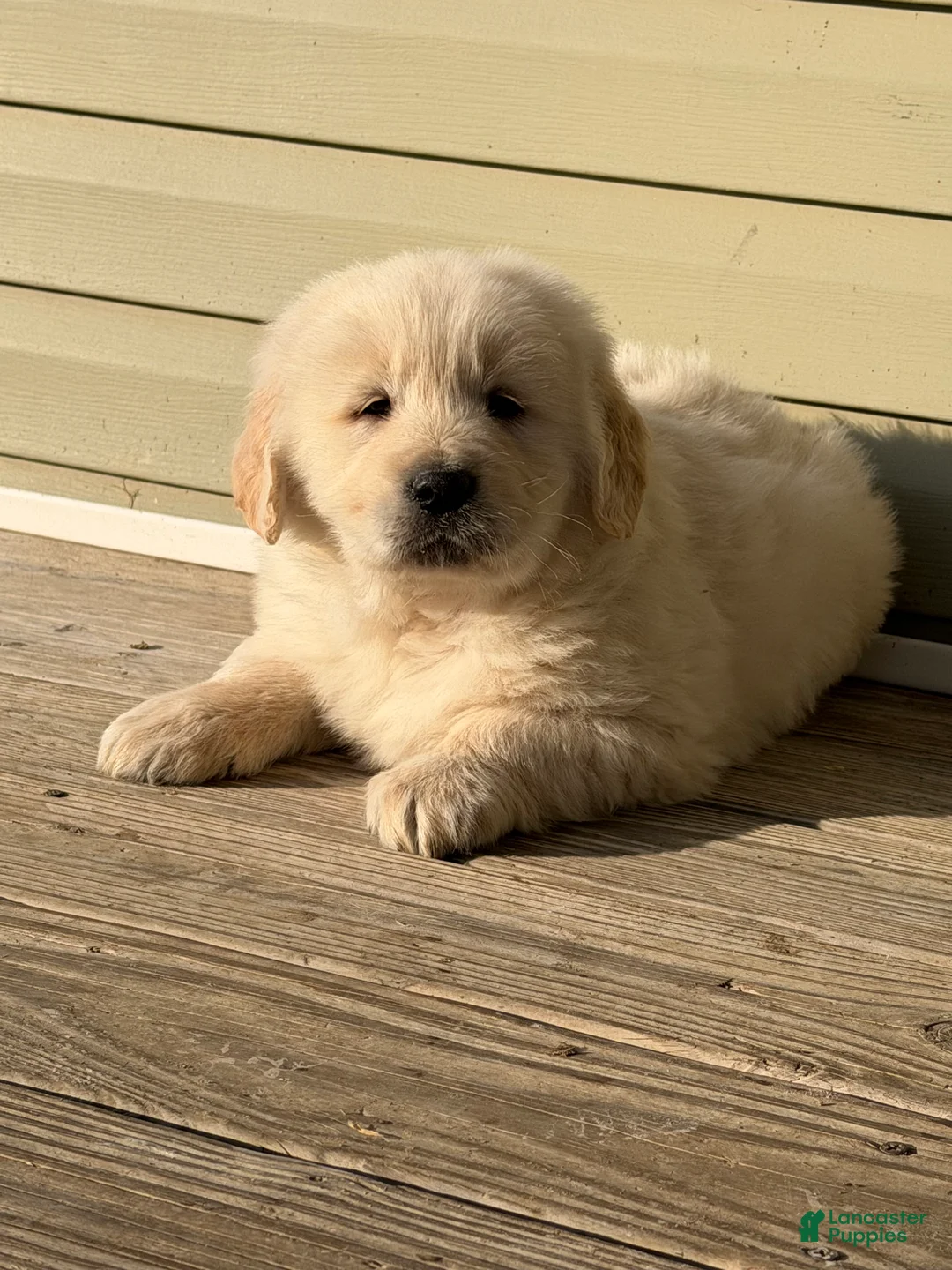 Golden Retriever dogs for sale: Mike - Ad 2