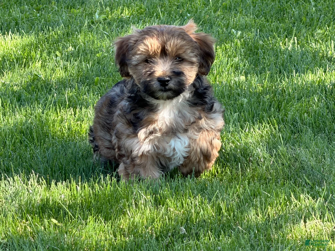Shorkie dogs for sale: Pongo - Ad 2