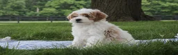 Mini Goldendoodle dogs for sale: Tessa - Ad 4