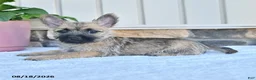 Cairn Terrier dogs for sale: Adriana - Ad 4