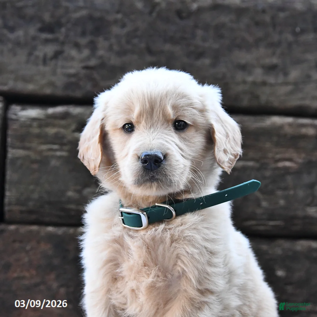 Goldendoodle dogs for sale: Benji - Ad 2