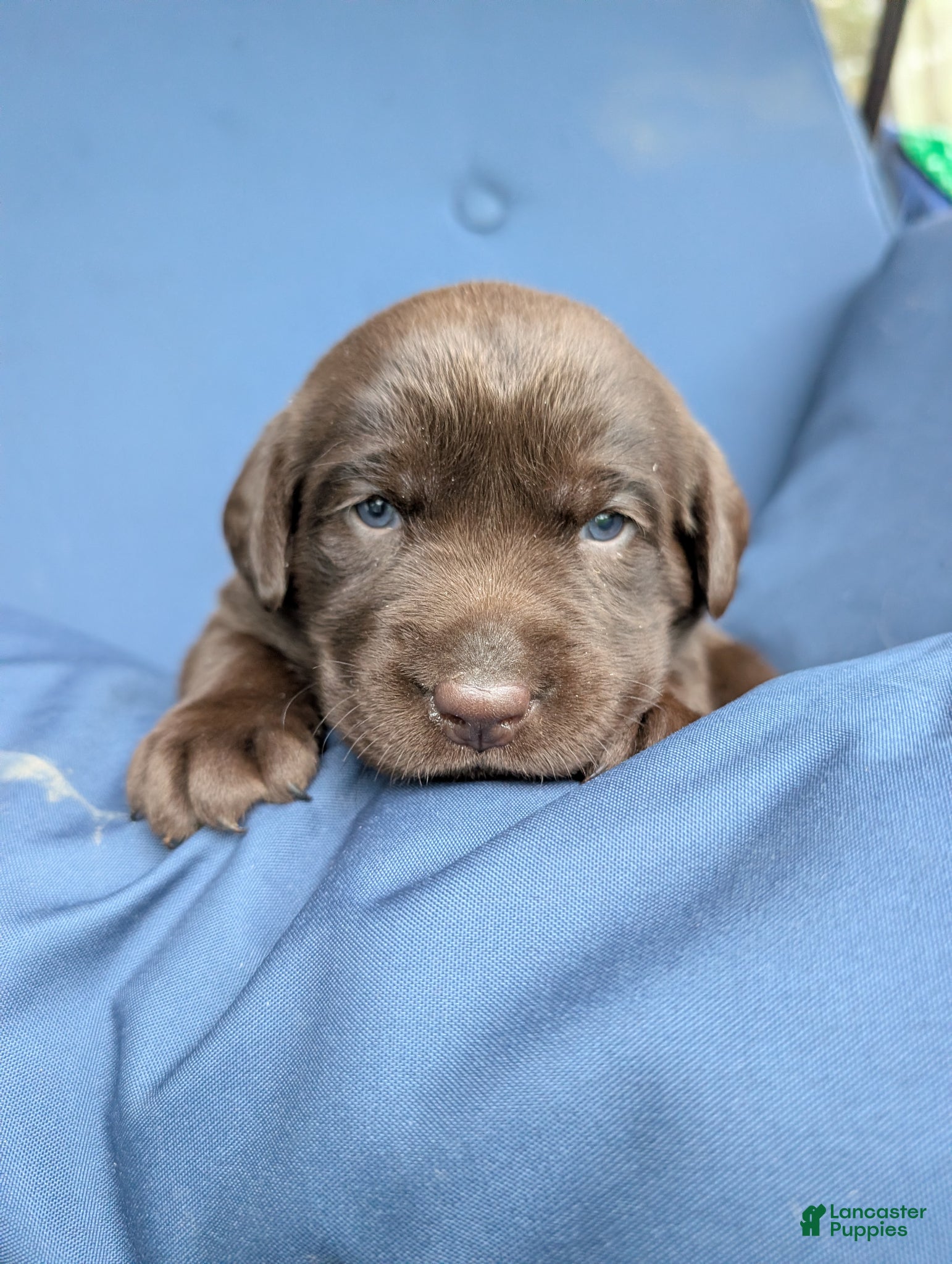 Labrador Retriever dogs Violet - Ad 2