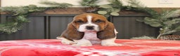 Basset Hound dogs for sale: Coco - Ad 2