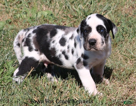 Great Dane dogs Great Dane 1 - Ad 2