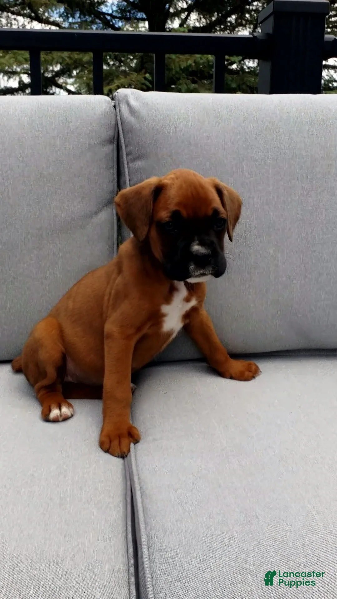 Boxer dogs for sale: Lola - Ad 1