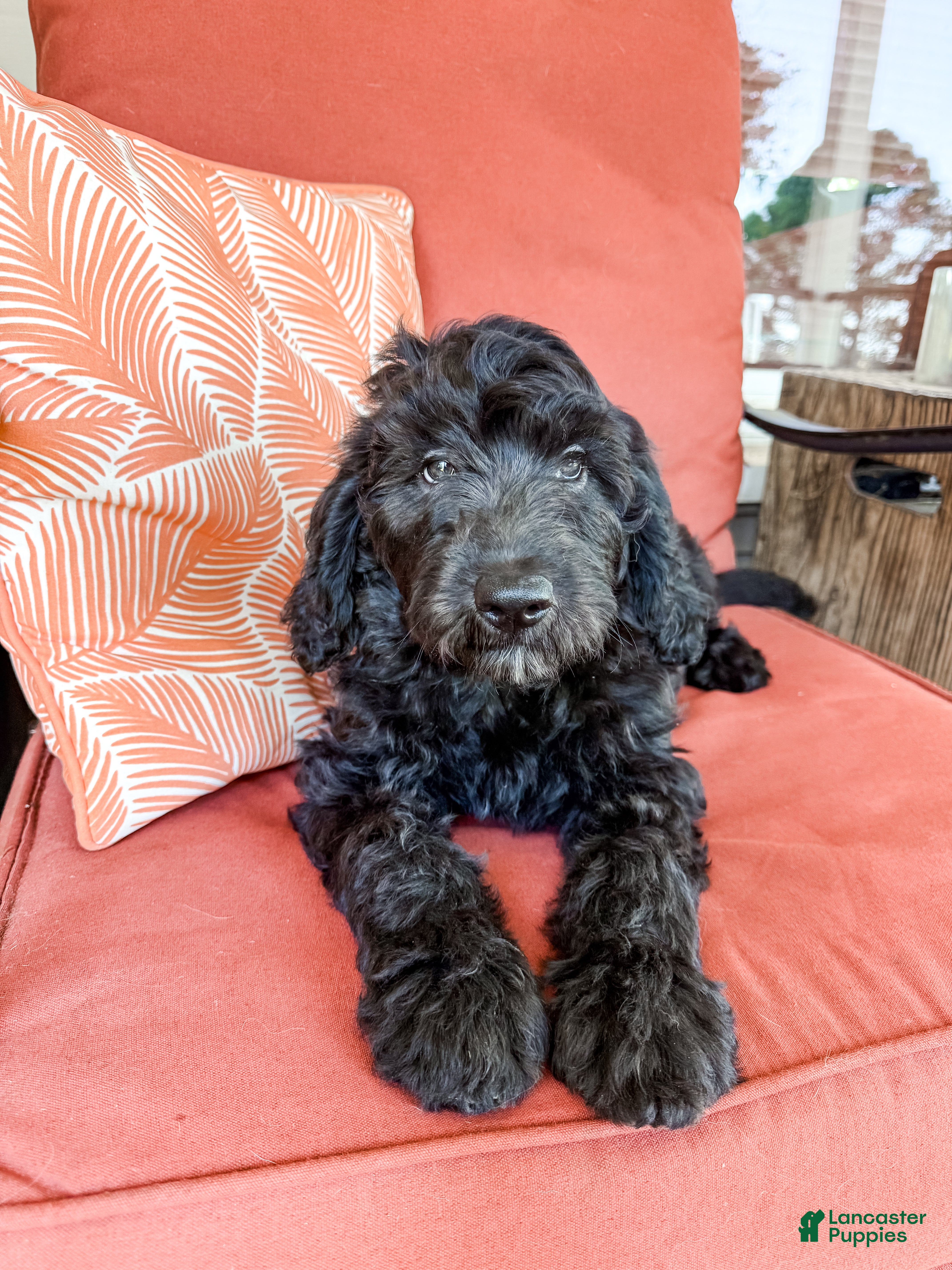 Goldendoodle dogs Leo - Ad 2